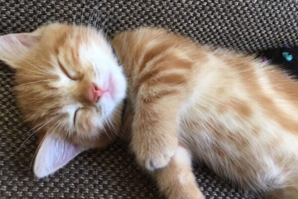 さいたま市、外壁塗装、内装、リフォーム