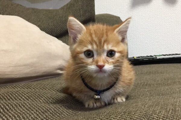 埼玉県さいたま市フロアコーティング