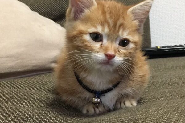 さいたま市、鉄部塗装、リフォーム